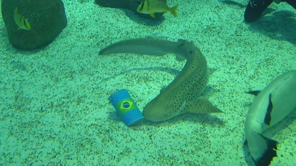 Tubarão Ritinha com a bandeira do Brasil. Foto: Divulgação/AquaRio
